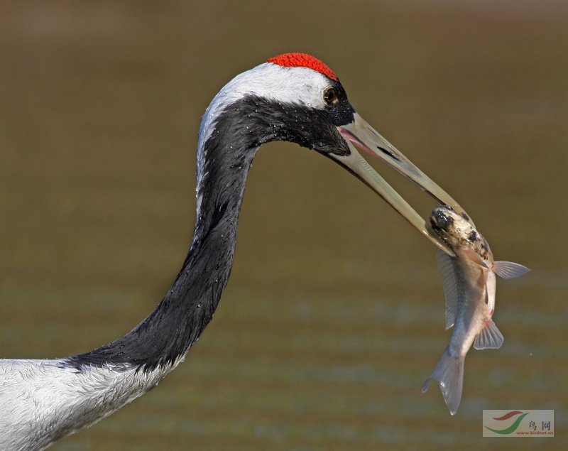 白鹭你的鸟儿捉了多大的鱼