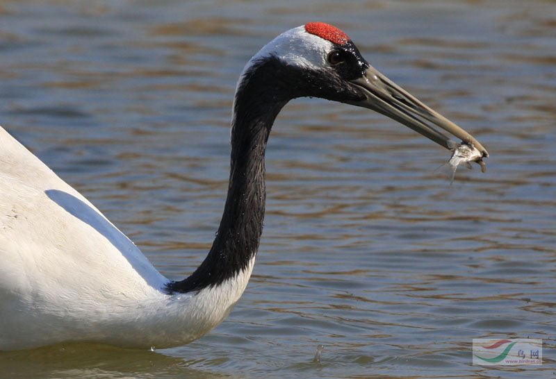 (丹顶鹤)鹤形目>鹤科>丹顶鹤>