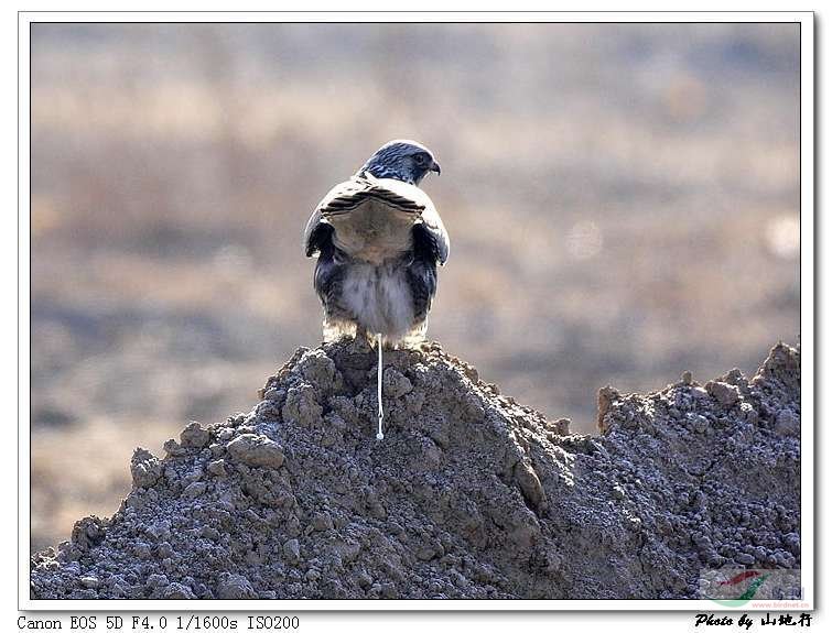 隼形目>鹰科>毛脚鵟>