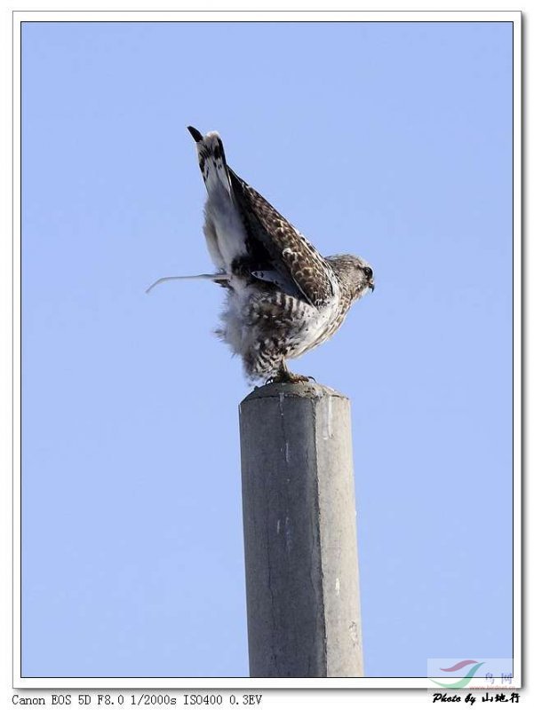 隼形目>鹰科>毛脚鵟>