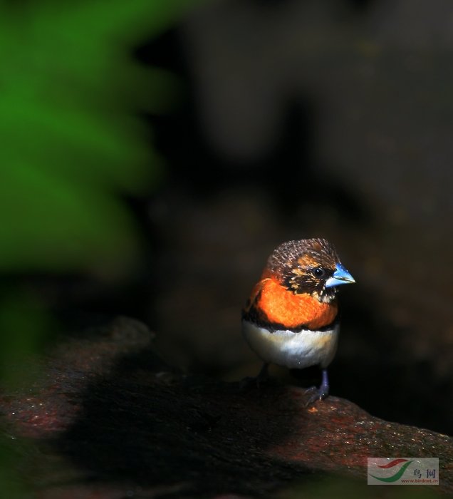 (栗胸文鸟)继续请教