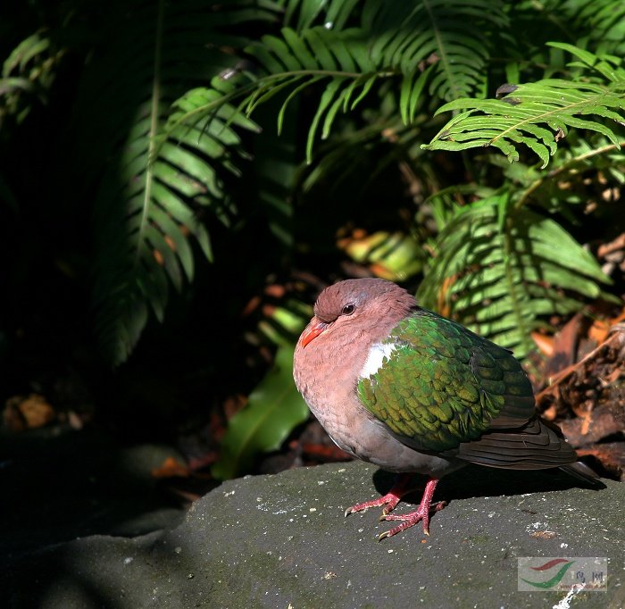 (栗胸文鸟)继续请教