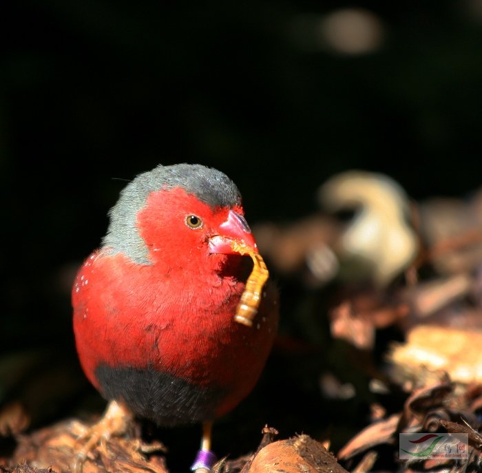 (栗胸文鸟)继续请教