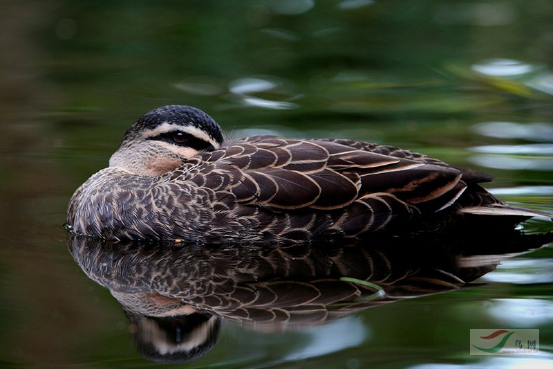 (栗胸文鸟)继续请教