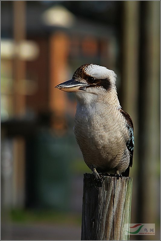 (栗胸文鸟)继续请教