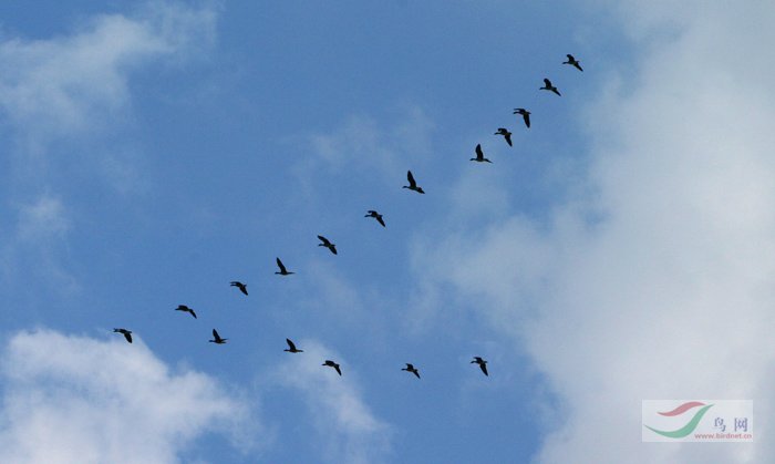鸡形目>雁阵