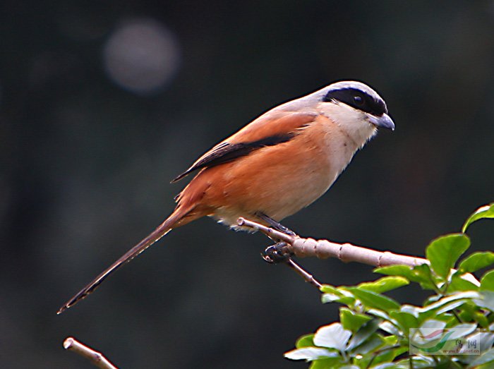 (棕背伯劳)伯劳