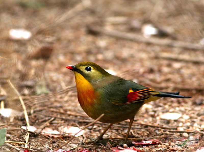 紅嘴相思鳥