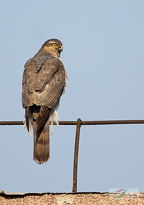 【原创】今天抓到的灰背隼