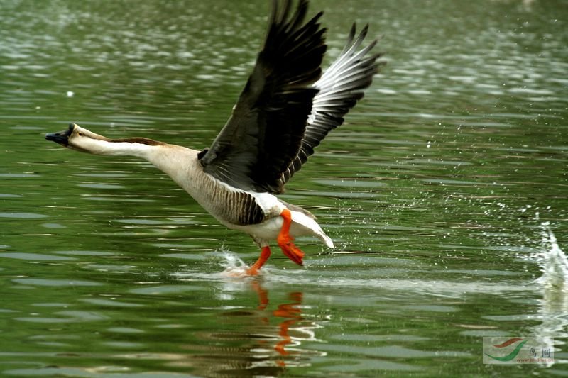 雁鸭- 水鸟版 waterbirds 鸟网