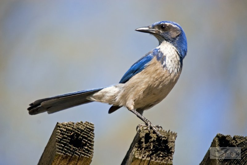 西丛鸦百鸟百态林鸟scrubjay02