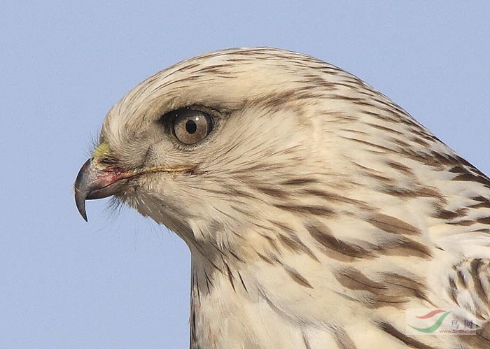 隼形目>鹰科>毛脚鵟>