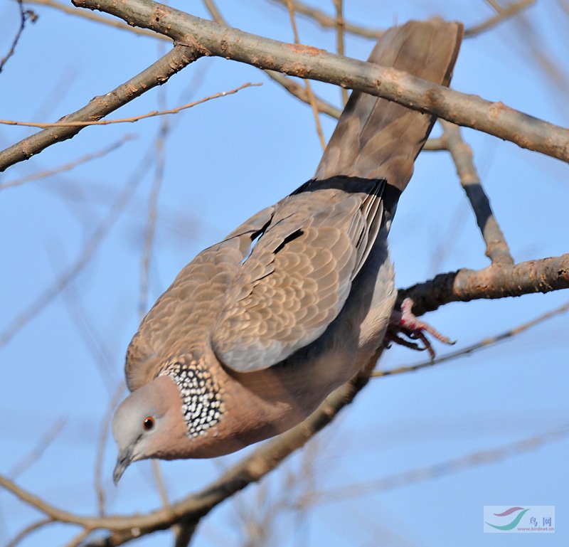 今天的收穫 ----棕頸斑鳩