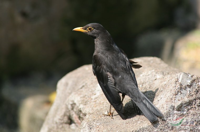[原创]八哥和乌鸫