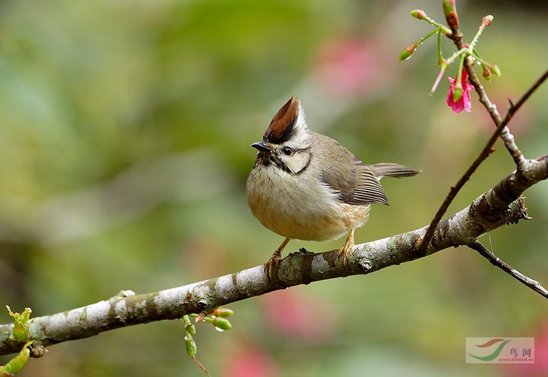 (褐頭鳳鶥)冠羽畫眉 - 林鳥版鳥網