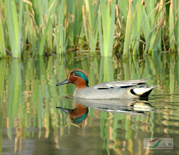 绿翅鸭春江水暖鸭先知