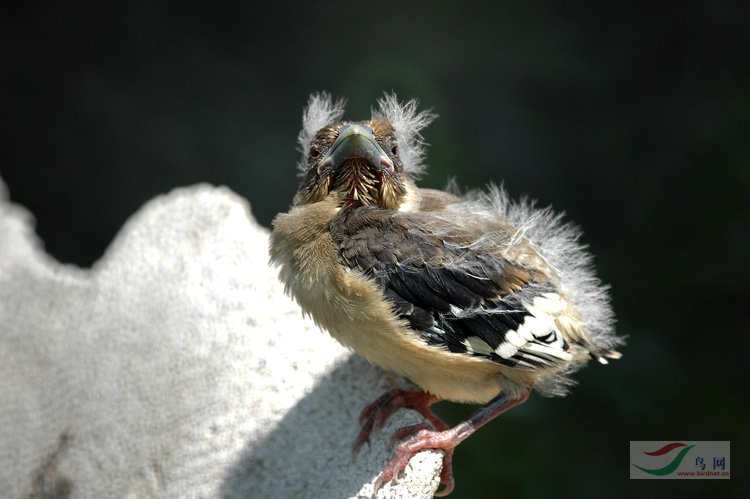 灰喜鹊幼鸟