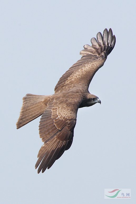 (黑耳鸢)隼形目>鹰科>黑耳鸢>