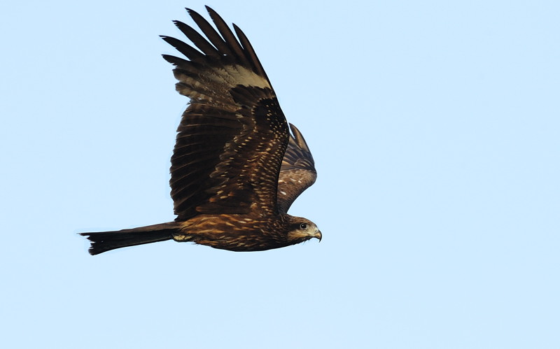 隼形目>鹰科>黑耳鸢>