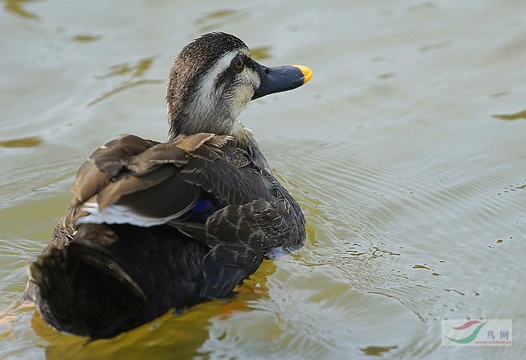 【原创】随便拍摄的斑嘴鸭