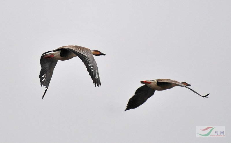 鸿雁的翅膀受伤了