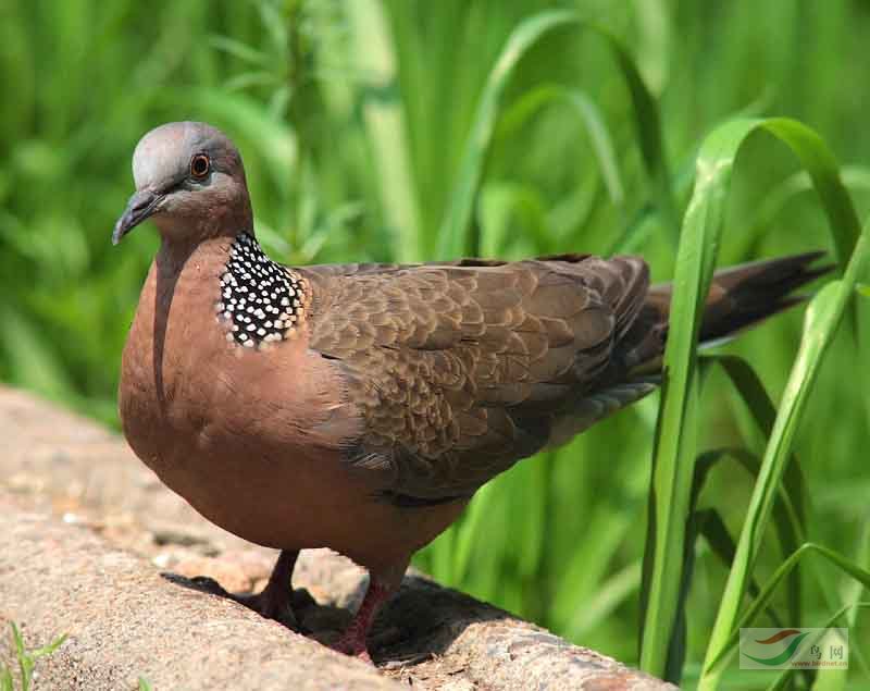 [原创]小棕头和大斑鸠