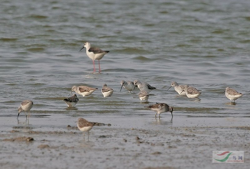 re:衡水湖的鴴鷸鳥