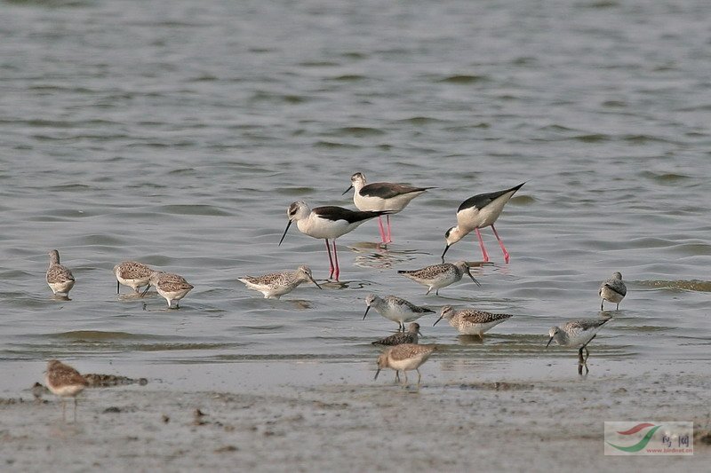 re:衡水湖的鴴鷸鳥