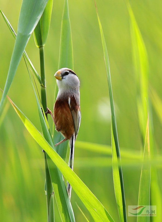 雀形目>鸦雀科>震旦鸦雀>