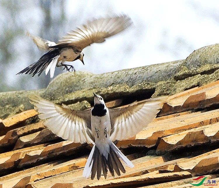 [林鸟] 嬉戏在房脊上的白鹡鸰