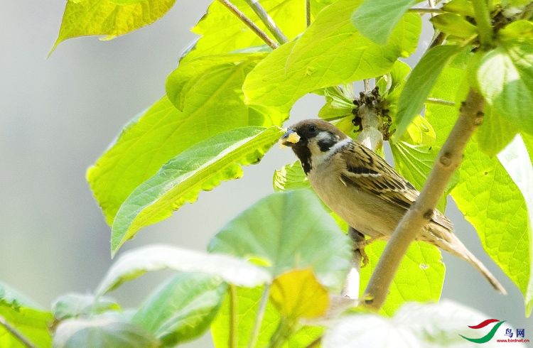 梧桐树上的小麻雀 - 林鸟版 forest birds 鸟网