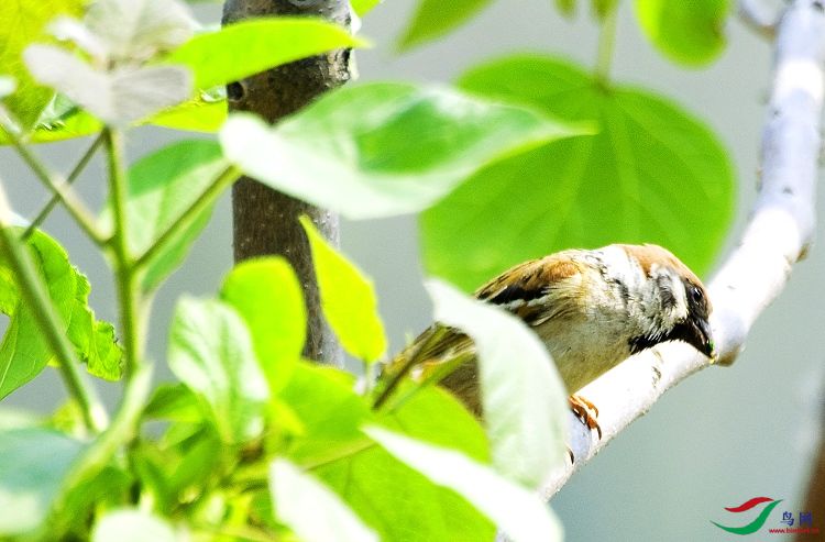 梧桐树上的小麻雀 - 林鸟版 forest birds 鸟网