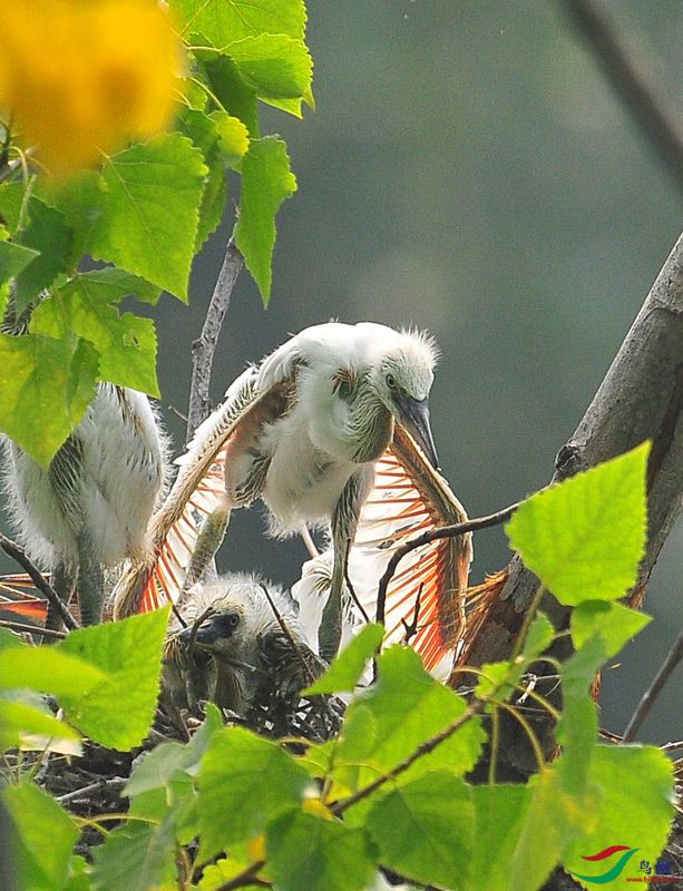 亲兄热弟(白鹭版)