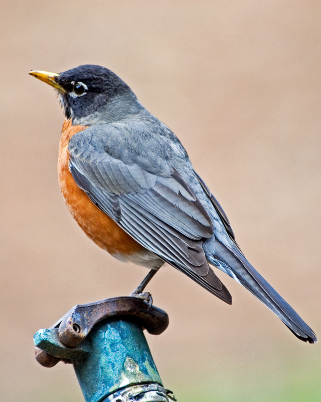 american robin-01