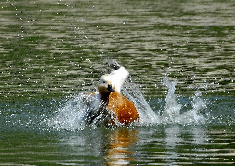 赤麻鴨戲水