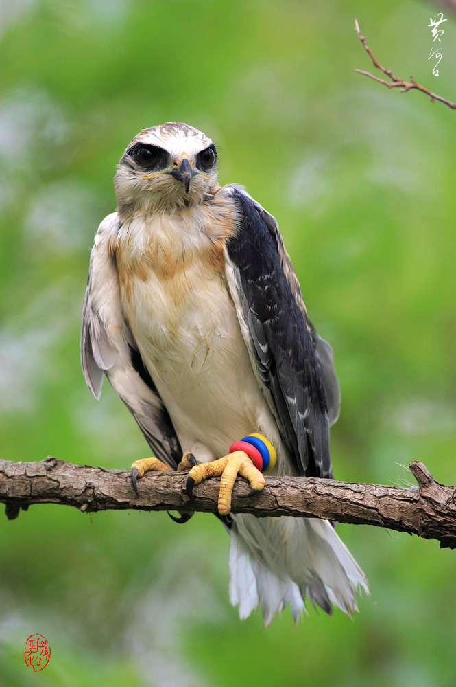 黄河口首次成功环志黑翅鸢 - 第3页 - 鸟类知识与观察鸟网