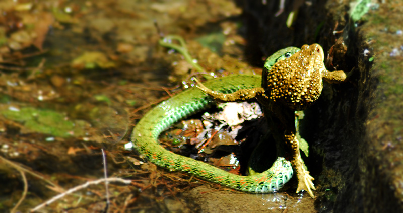 大花水蛇战蟾蜍第二集绝杀