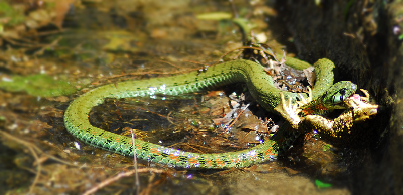 大花水蛇战蟾蜍第二集绝杀