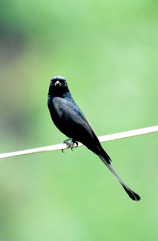 再发信阳黑卷尾