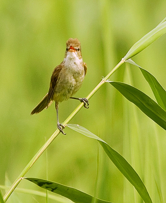 苇莺·站在苇子上