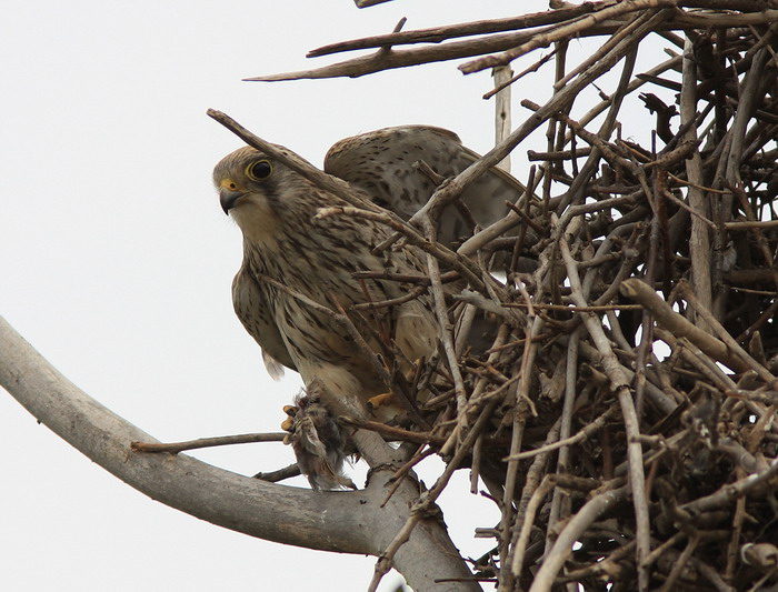 红隼抓鸟喂雏图