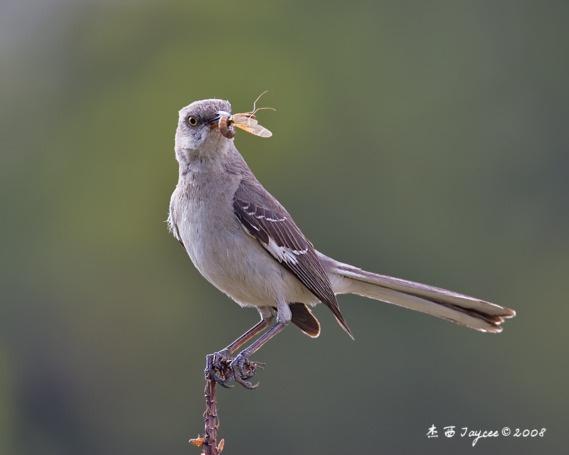 小嘲鸫 northern mocking - 林鸟版 forest birds 鸟网