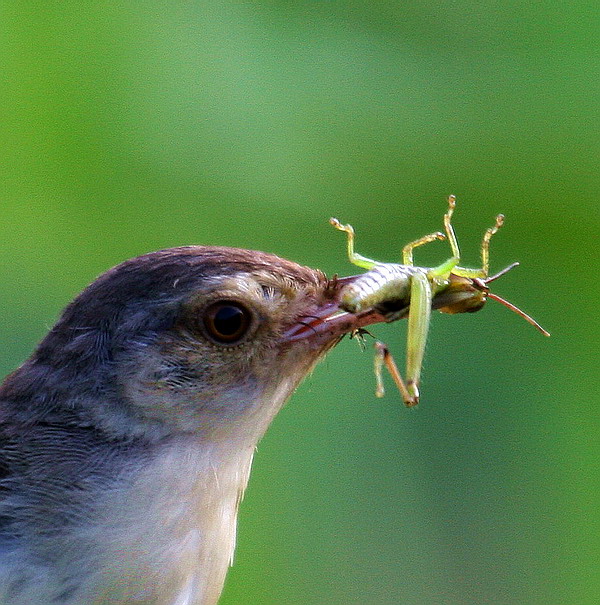 虫子问鸟吃什么图片图片