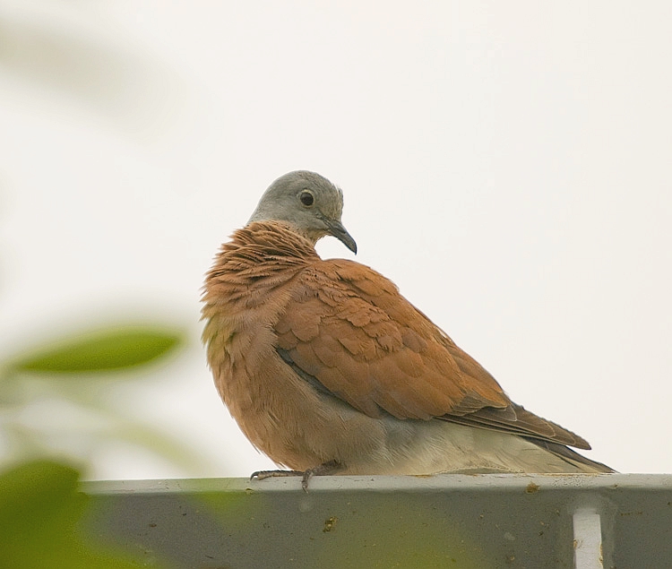 【台湾之行】红斑鸠
