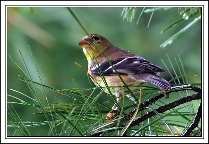 小黄鸟 (goldfinch)
