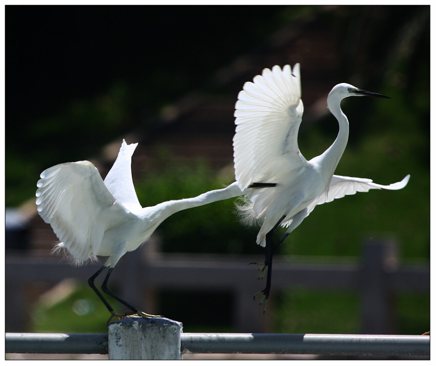 什么时候有白鹭 20080810_1d48e77deee889ea435bfE8gGFD6C00g.jpg