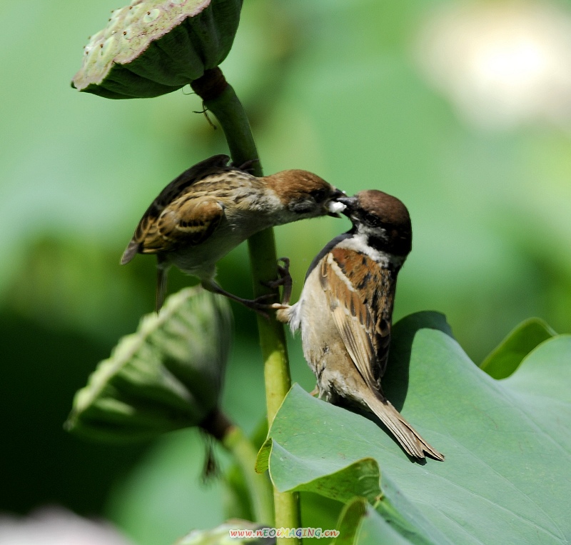 (麻雀)麻雀的母爱