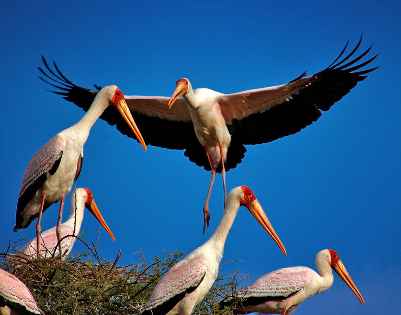 繁殖期的非洲白头黄嘴鹮鹳 (yellow