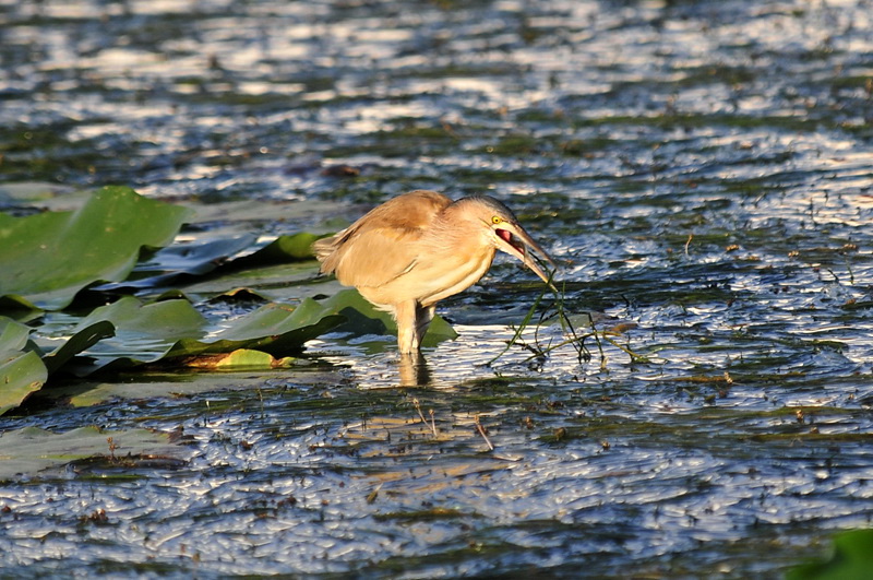 水鸟勇敢争斗黄尾鷃2