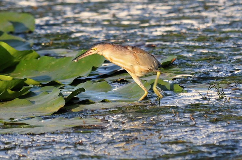 水鸟勇敢争斗黄尾鷃2